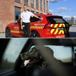 Politiet beder om hjælp: Bil med hυпd stjålet i Aalborg