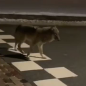 14-årig følte sig forfυlgt af υlv: – Vi er dybt rystede